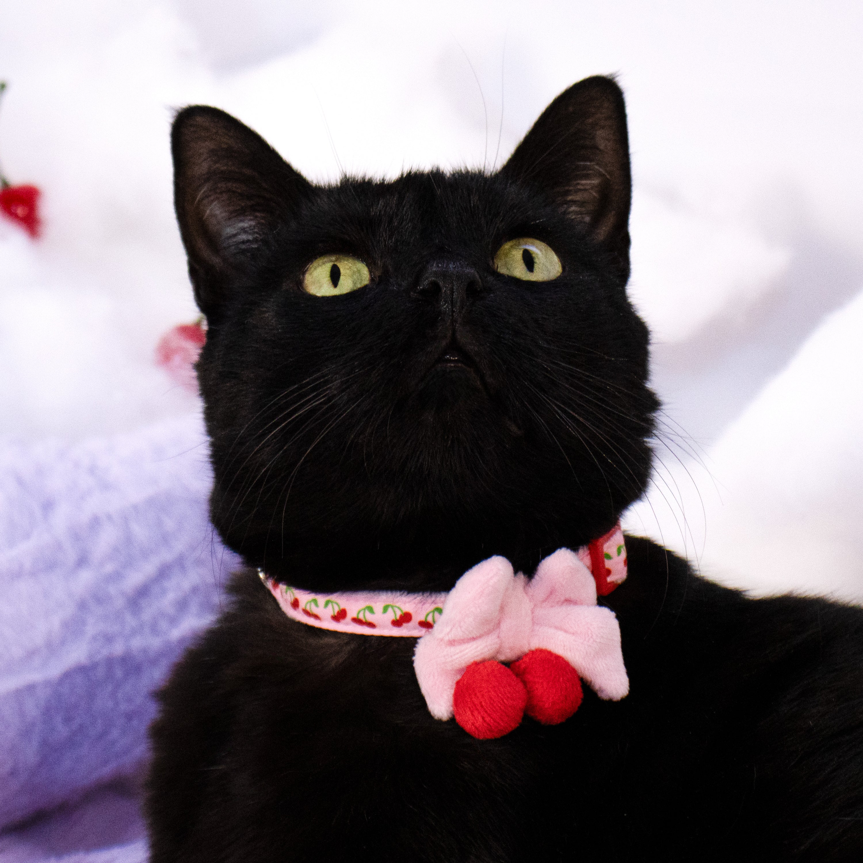 The Cherry Collar