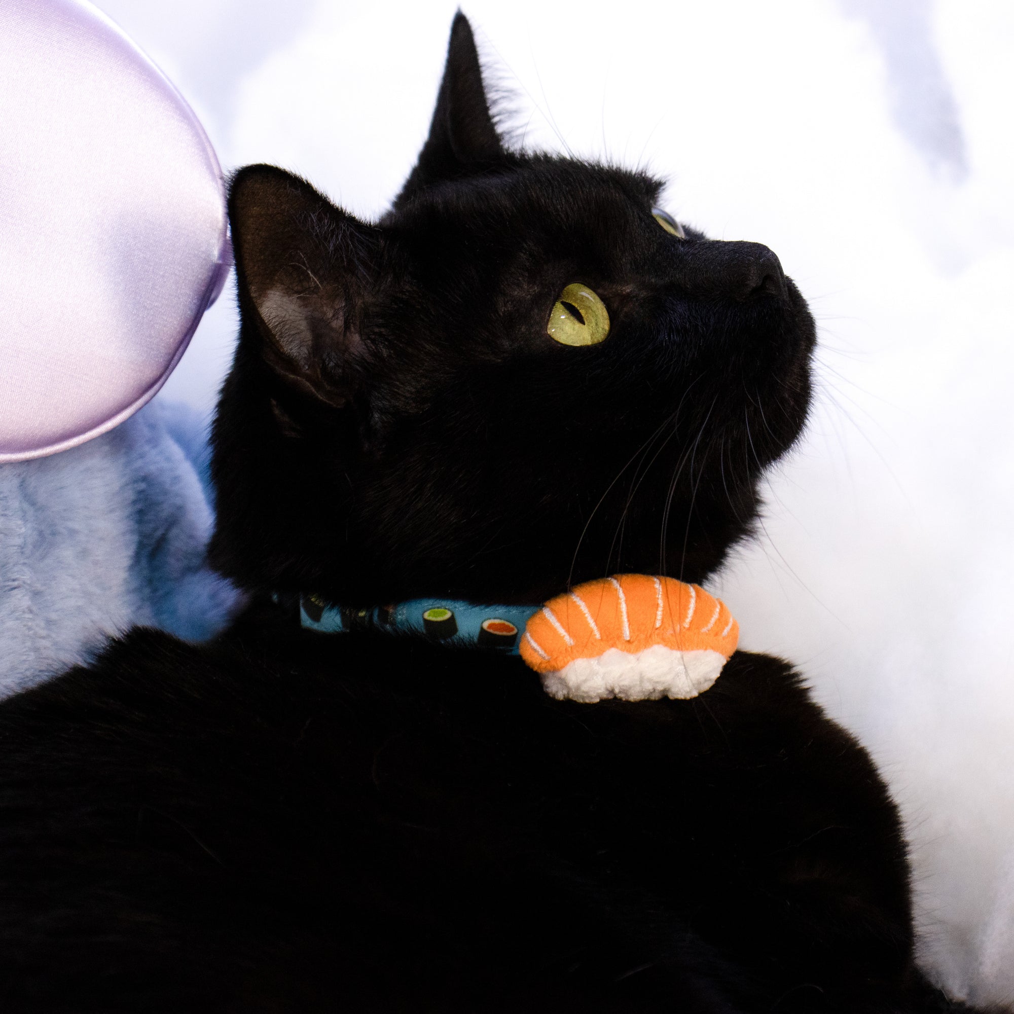 Black cat wearing a sushi-themed collar on a white background