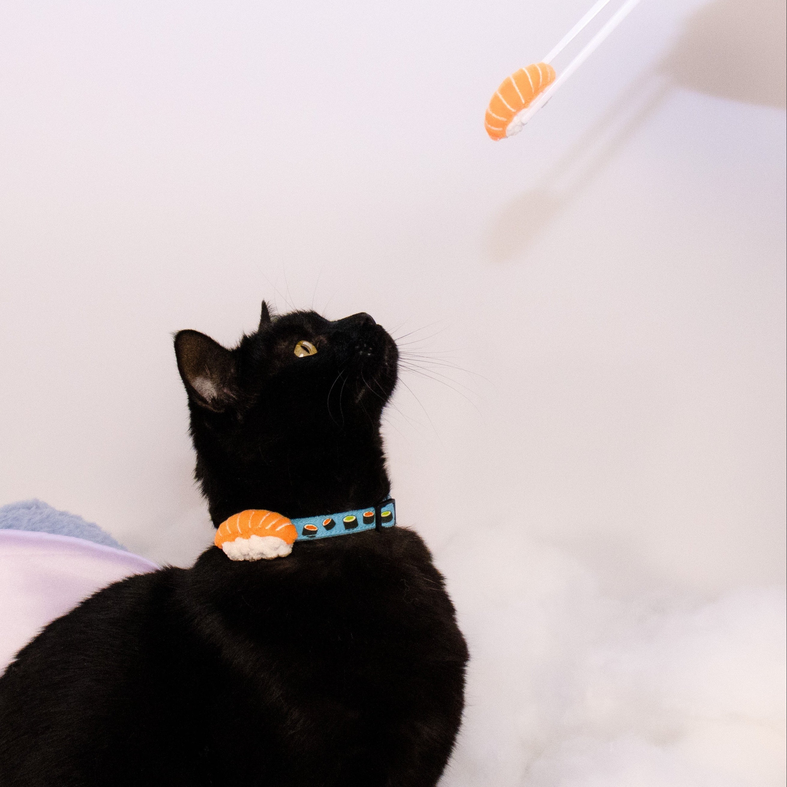 The Sushi Collar